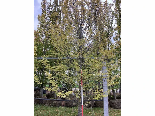 Haagbeuk - sierboom - afbeelding 3 van  3