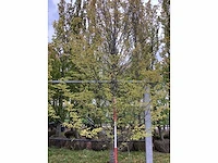 Haagbeuk - sierboom - afbeelding 3 van  3