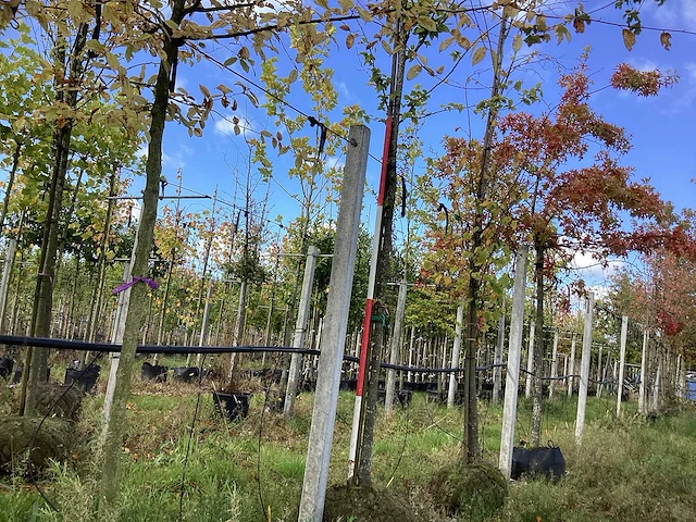 Haagbeuk - sierboom - afbeelding 1 van  4