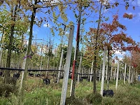 Haagbeuk - sierboom - afbeelding 1 van  4