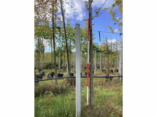 Haagbeuk - sierboom - afbeelding 2 van  4