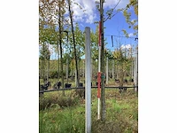 Haagbeuk - sierboom - afbeelding 2 van  4