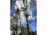 Haagbeuk - sierboom - afbeelding 3 van  4