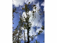 Haagbeuk - sierboom - afbeelding 4 van  4