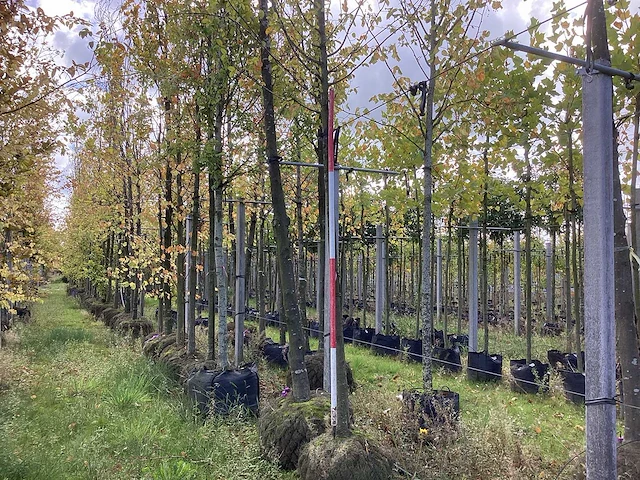 Haagbeuk - sierboom - afbeelding 1 van  4