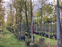 Haagbeuk - sierboom - afbeelding 1 van  4