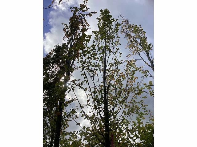 Haagbeuk - sierboom - afbeelding 2 van  4