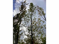 Haagbeuk - sierboom - afbeelding 2 van  4