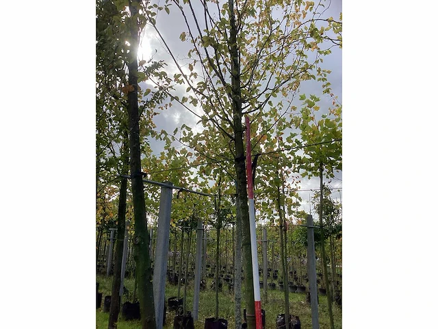 Haagbeuk - sierboom - afbeelding 3 van  4