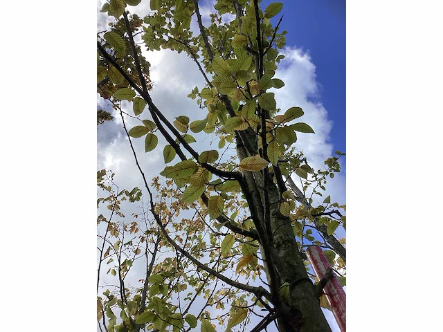 Haagbeuk - sierboom - afbeelding 4 van  4