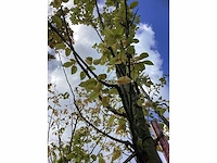 Haagbeuk - sierboom - afbeelding 4 van  4
