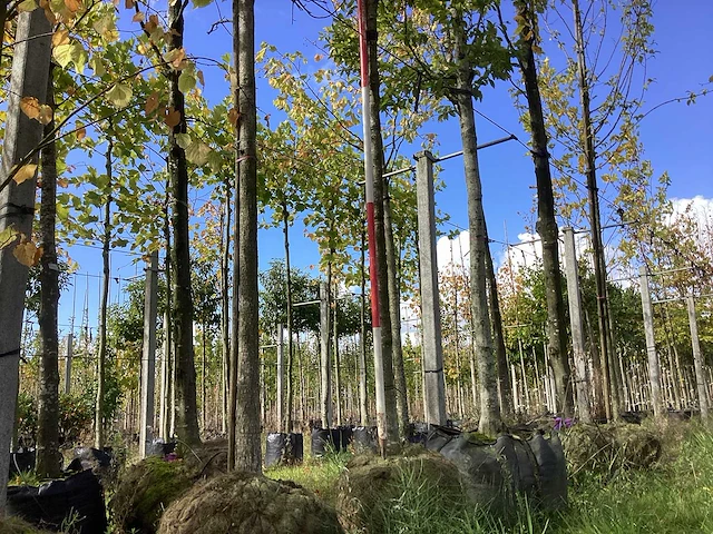 Haagbeuk - sierboom - afbeelding 1 van  4