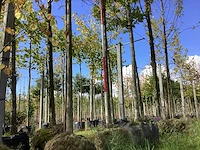 Haagbeuk - sierboom - afbeelding 1 van  4