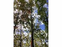 Haagbeuk - sierboom - afbeelding 2 van  4
