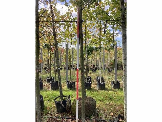 Haagbeuk - sierboom - afbeelding 3 van  4