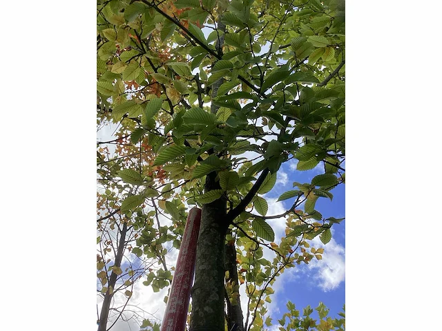 Haagbeuk - sierboom - afbeelding 4 van  4