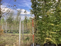 Haagbeuk - vormboom - afbeelding 1 van  4