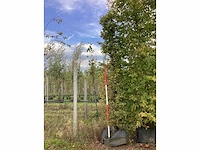 Haagbeuk - vormboom - afbeelding 2 van  4