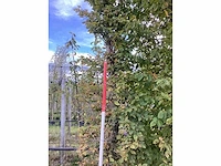 Haagbeuk - vormboom - afbeelding 4 van  4