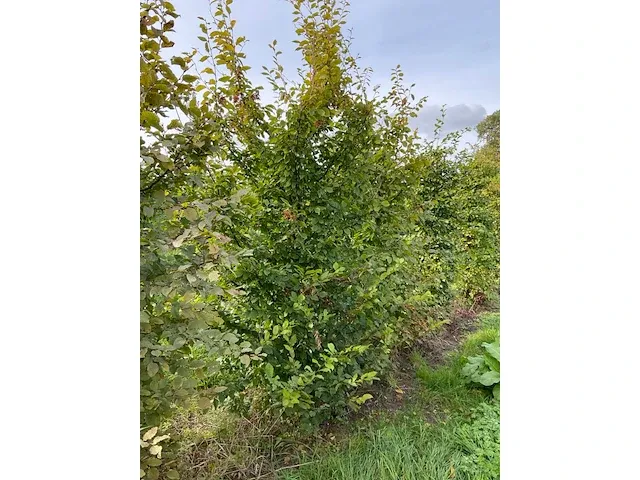 Haagbeuk (5x) - afbeelding 2 van  5