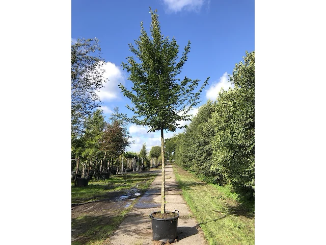 Haagbeuk carpinus betulus, ca. 4 m hoog - afbeelding 1 van  1