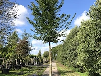 Haagbeuk carpinus betulus, ca. 4 m hoog - afbeelding 1 van  1