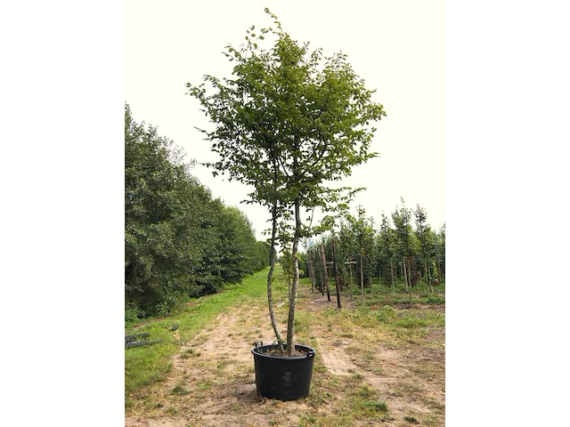Haagbeuk carpinus betulus, meerstammig, ca. 4 m hoog - afbeelding 1 van  1