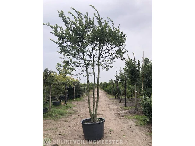 Haagbeuk carpinus betulus, meerstammig - afbeelding 1 van  1