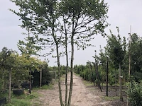 Haagbeuk carpinus betulus, meerstammig - afbeelding 1 van  1
