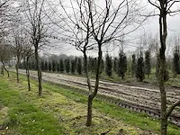 Haagbeuk griligge vorm (4x) - afbeelding 1 van  4