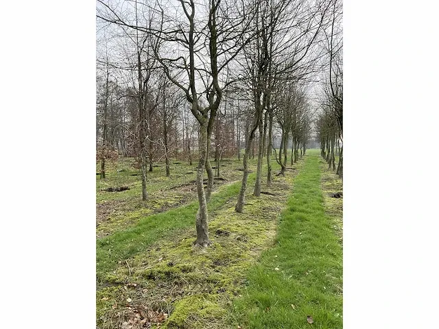 Haagbeuk griligge vorm (4x) - afbeelding 2 van  4
