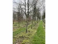 Haagbeuk griligge vorm (4x) - afbeelding 2 van  4