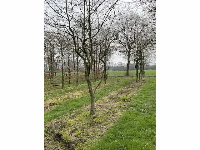 Haagbeuk griligge vorm (4x) - afbeelding 3 van  4