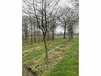 Haagbeuk griligge vorm (4x) - afbeelding 3 van  4