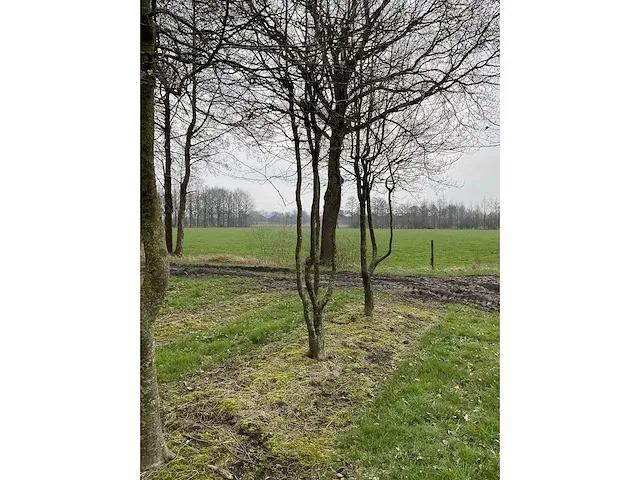 Haagbeuk griligge vorm (4x) - afbeelding 4 van  4