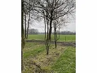 Haagbeuk griligge vorm (4x) - afbeelding 4 van  4