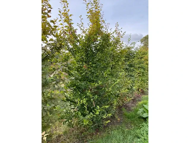 Haagbeuk - afbeelding 4 van  5