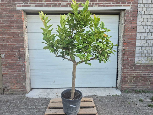 Hand van boedha - citro digitado - hoogte ca. 200 cm - afbeelding 1 van  3