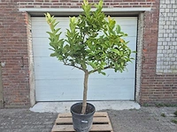 Hand van boedha - citro digitado - hoogte ca. 200 cm - afbeelding 1 van  3