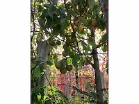 Handpeer - vrucht- / fruitboom - afbeelding 3 van  4