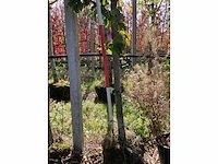 Handpeer - vrucht- / fruitboom - afbeelding 4 van  4
