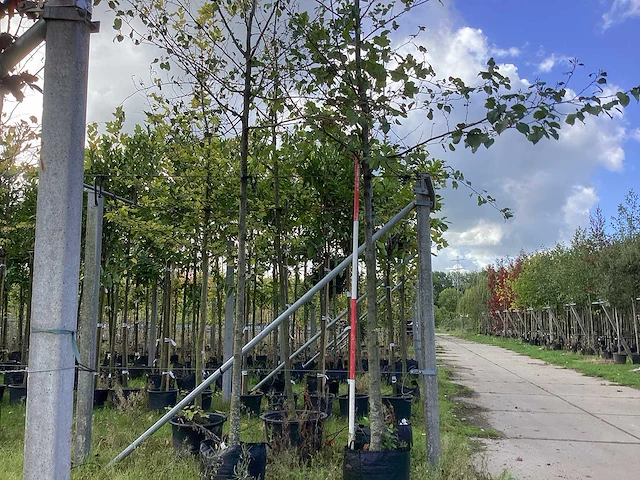 Hartbladerige els - laanboom (2x) - afbeelding 1 van  4