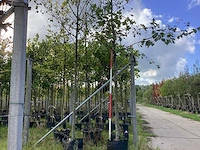 Hartbladerige els - laanboom (2x) - afbeelding 1 van  4