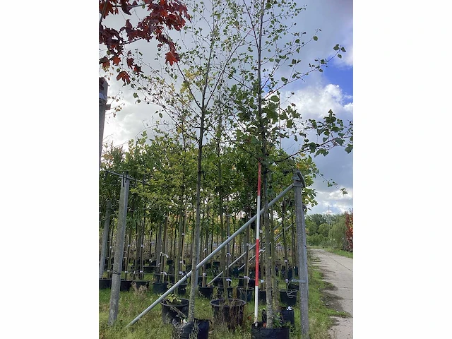 Hartbladerige els - laanboom (2x) - afbeelding 2 van  4