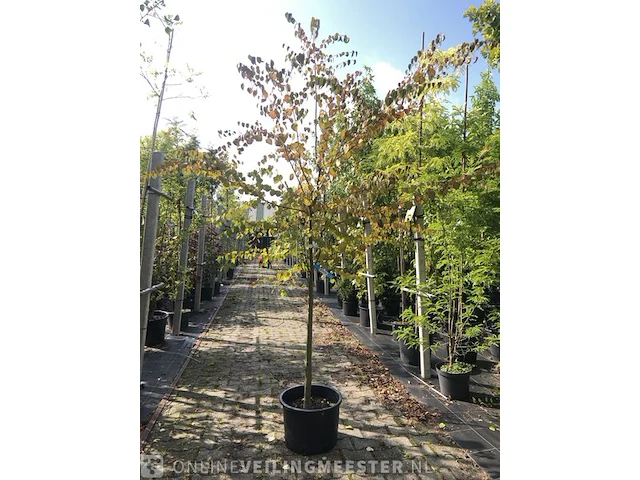 Hartjesboom cercidiphyllum japonicum, halfstam, roodgele herfstkleur - afbeelding 1 van  2
