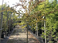 Hartjesboom cercidiphyllum japonicum, halfstam, roodgele herfstkleur - afbeelding 1 van  2