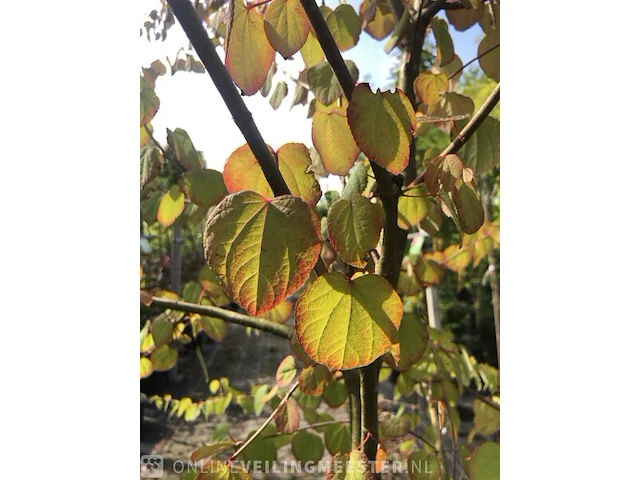Hartjesboom cercidiphyllum japonicum, halfstam, roodgele herfstkleur - afbeelding 2 van  2