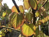 Hartjesboom cercidiphyllum japonicum, halfstam, roodgele herfstkleur - afbeelding 2 van  2