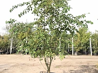 Hartjesboom cercidiphyllum japonicum, meerstammig, roodgele herfstkleur, ca. 250 cm hoog - afbeelding 1 van  2
