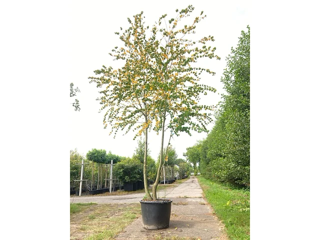 Hartjesboom cercidiphyllum japonicum, meerstammig, roodgele herfstkleur, ca. 350 cm hoog - afbeelding 1 van  2